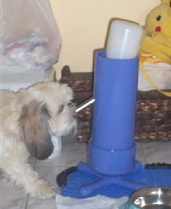 Bandit Harrison drinking from his water bottle stand
